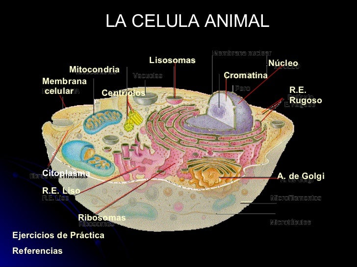 ubicacion de la membrana celular en la celula animal
